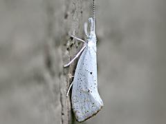 Plutellid Moth